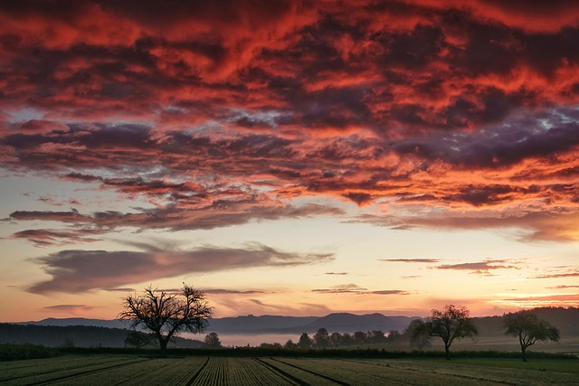 trees-640x480-83360075.jpeg