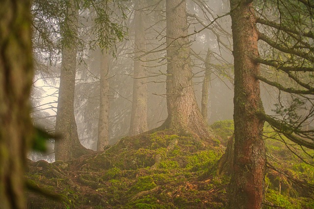 trees