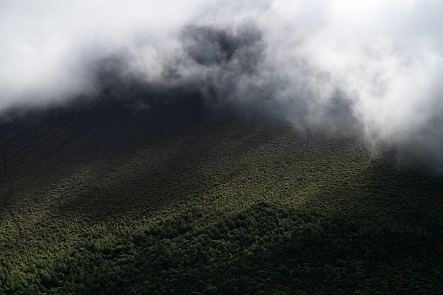 trees-640x480-84466489.jpeg