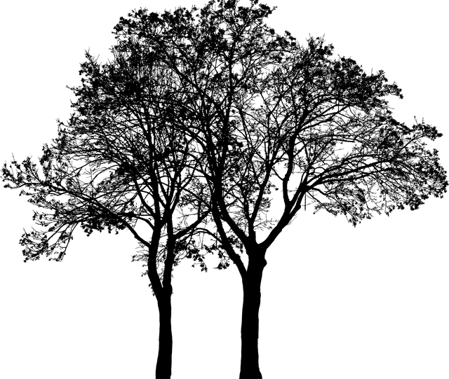 trees-640x480-84625625.png