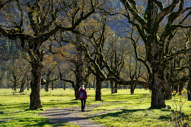 trees-640x480-84782068.jpeg