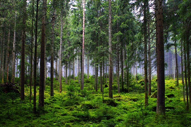 trees