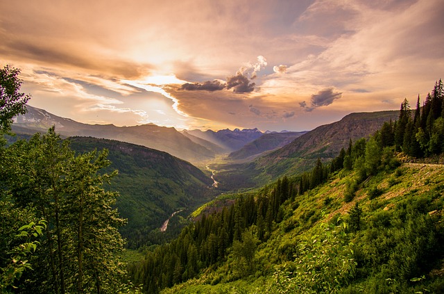 trees-640x480-86822776.jpeg