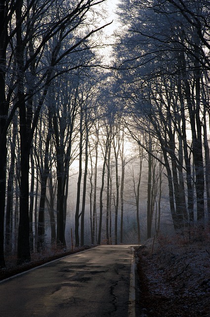 trees-640x480-86840970.jpeg