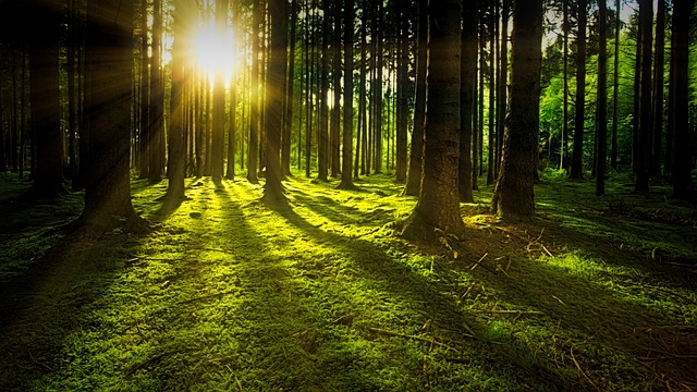 Tree Care Plano TX: Essential Guide to Safe Removal & Post-Care Maintenance