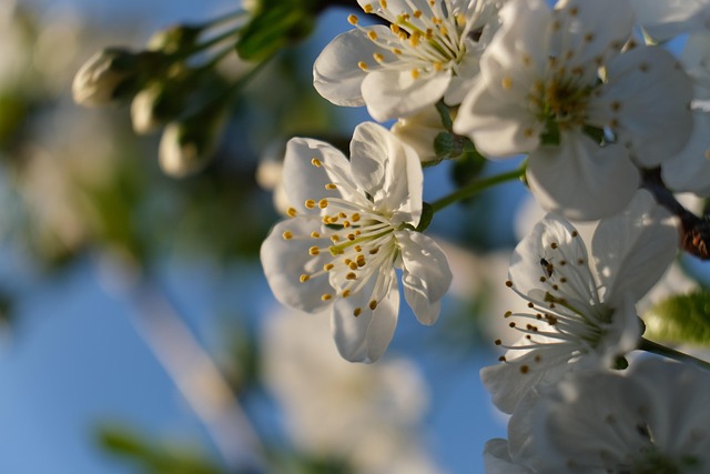 trees-640x480-88084968.jpeg