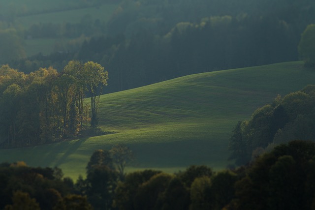 trees