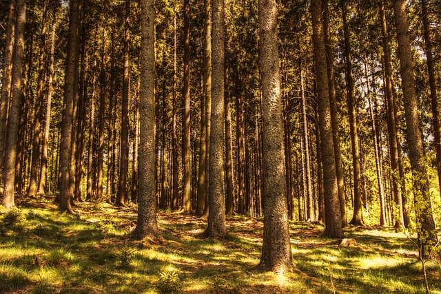 trees-640x480-89179241.jpeg