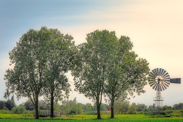 trees-640x480-89931784.jpeg