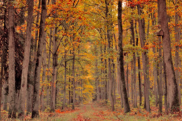 trees