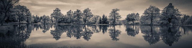 trees