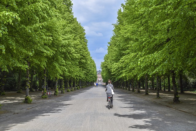 trees-640x480-91959567.jpeg
