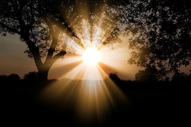trees-640x480-92233172.jpeg