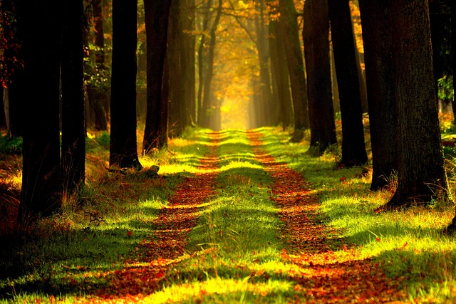 trees