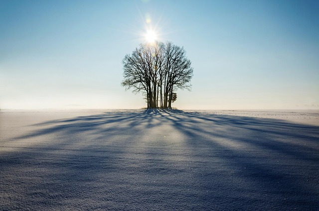 trees