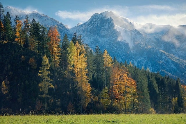 trees
