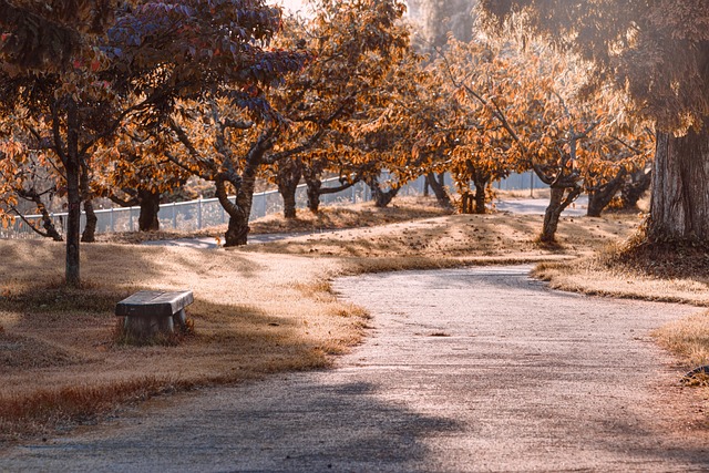 Tree Care Richardson TX: Diagnosing, Maintaining, and Enhancing Your Greenspace