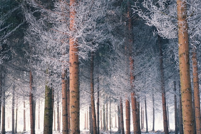 trees