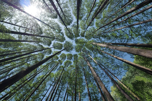 trees-640x480-96450923.jpeg