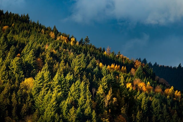 trees