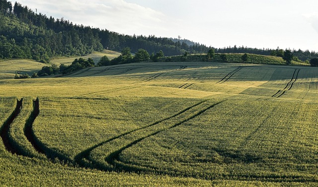 trees-640x480-97519382.jpeg