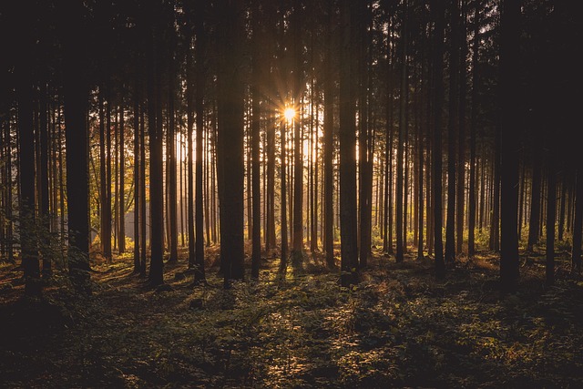 trees