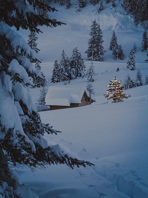 trees-640x480-98156770.jpeg