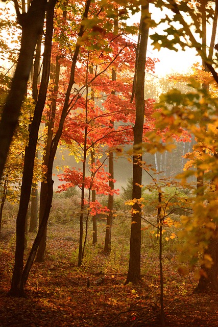 trees