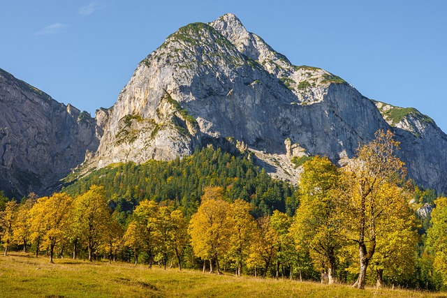 trees