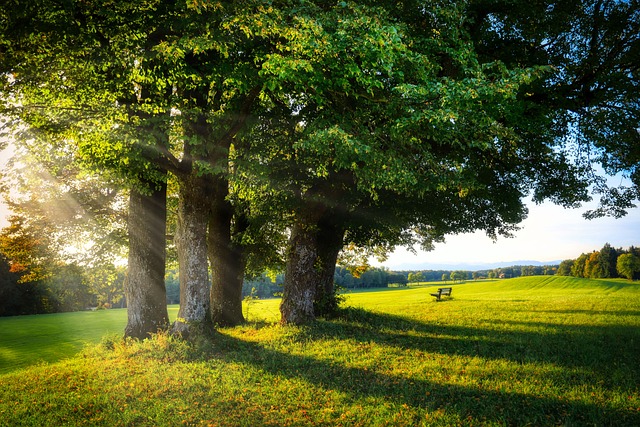 trees