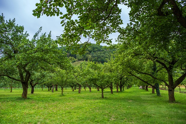 trees