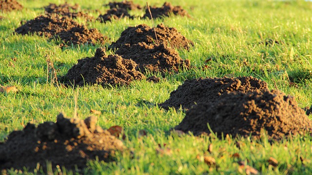 Custom Artificial Lawn Solutions: Transforming Portland Spaces with Green Innovation