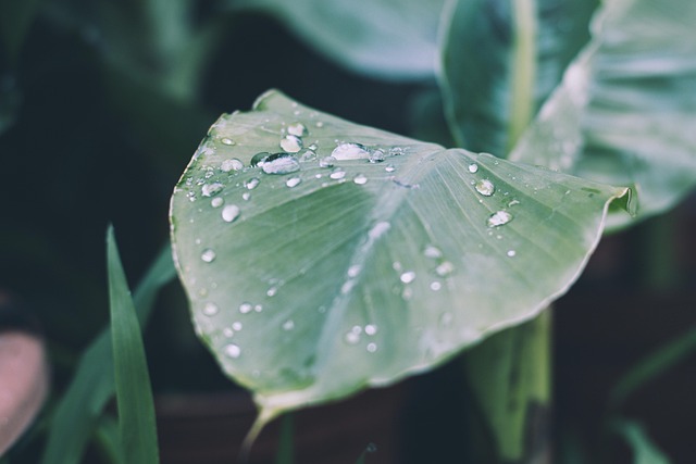 Discover 10 Pass Ozone Therapy for Pain Relief in Portland, OR
