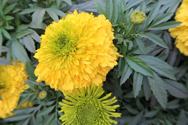 Elevate Your Portland Outdoor Space with Top-Tier Landscaping Services