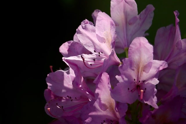 landscaping-640x480-99617324.jpeg