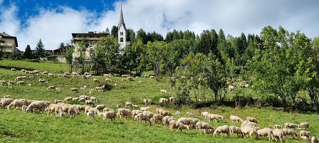lawn