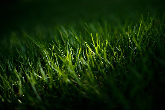 Efficient Sod Laying Services: Transform Your Portland OR Lawn