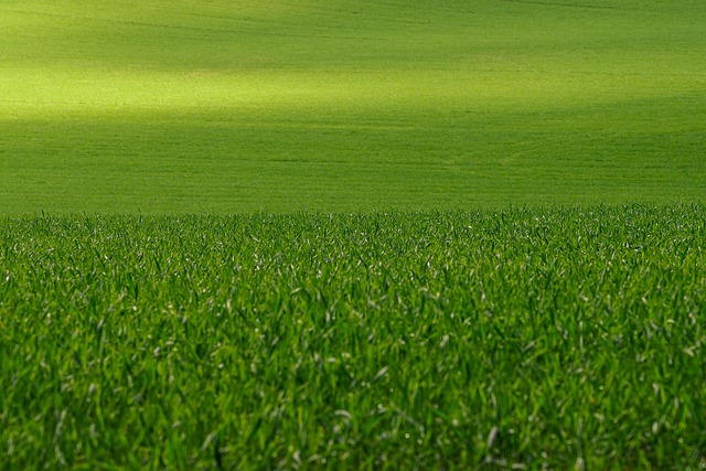 lawn