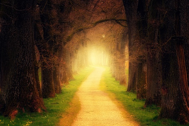 tree-640x480-20983185.jpeg