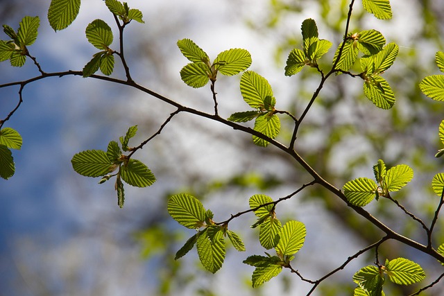 Professional Tree Trimming Plano TX: Safety, Benefits & Best Practices
