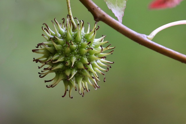 tree-640x480-31939503.jpeg