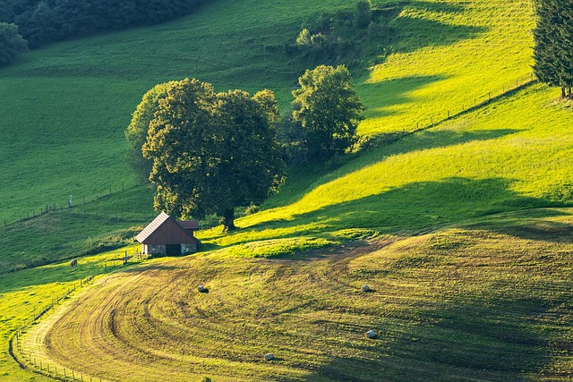 Plano TX Tree Care: Expert Tips for Healthy Trees and Green Spaces