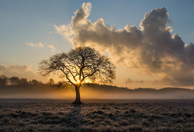 Richardson TX Tree Trimming: Affordable Solutions for Healthy Trees