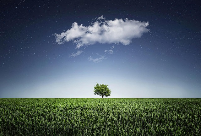 Allen TX Tree Care: Essential Practices & Services for Healthy Trees