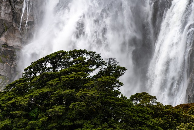 tree-640x480-66520374.jpeg