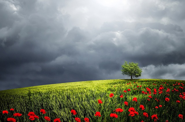 tree-640x480-66610998.jpeg