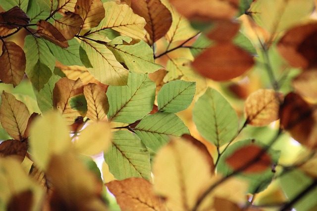 tree-640x480-68093365.jpeg