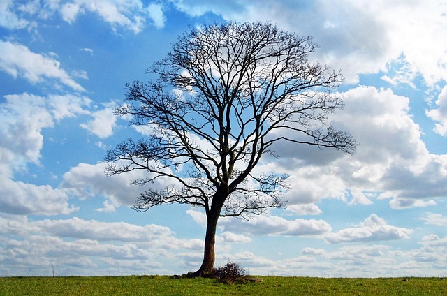 tree