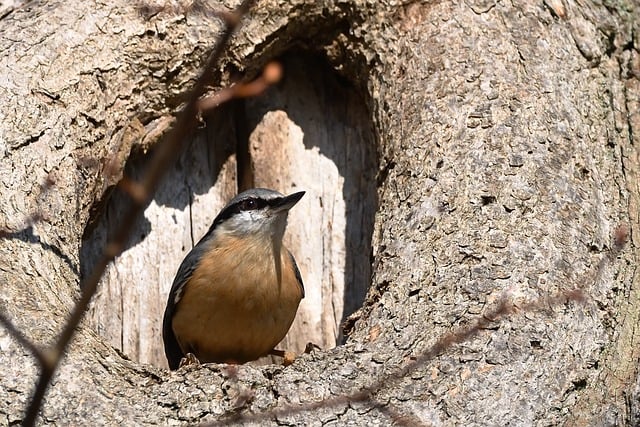 tree-640x480-86307358.jpeg