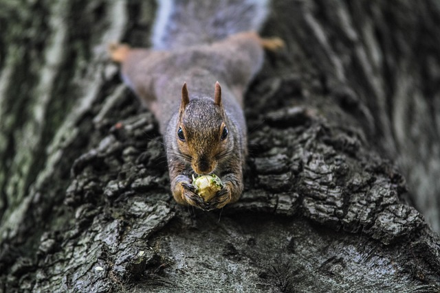 Addison TX Tree Surgeon: Expert Care for Healthy Trees